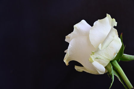 White rose on a black background, close up, selective focus.の写真素材