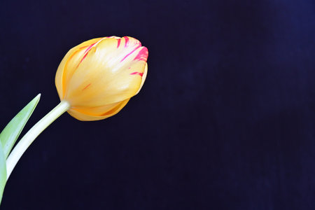 Yellow tulip on a black background with copy space for your text