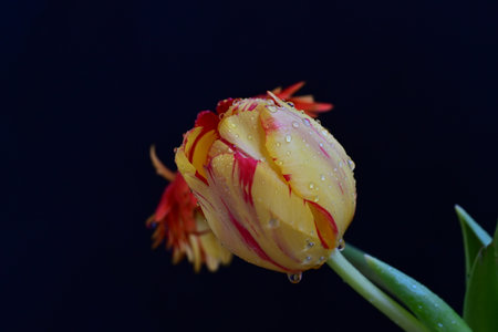 Yellow tulip with water drops on the petals on a black background