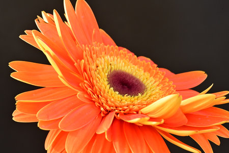 Orange gerbera flower isolated on black background, closeup of photoの写真素材
