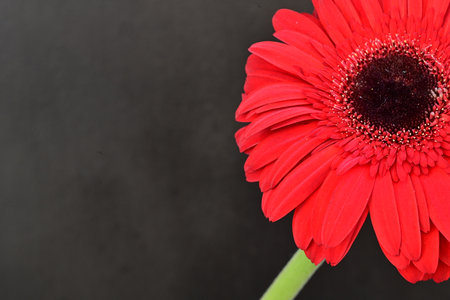 Red gerbera flower on black background with copy space for textの写真素材