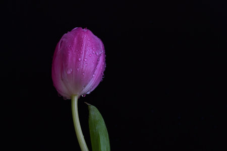Pink tulip with water drops on black background. Studio shot.の写真素材