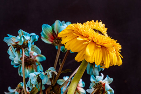 Bouquet of gerbera flowers on a black background.の写真素材