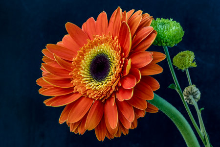 Orange gerbera flower isolated on black background. Close up.の写真素材