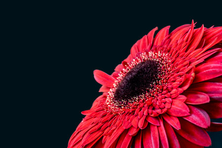 Red gerbera flower on black background with copy space for text