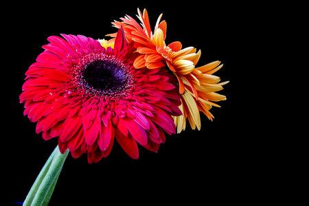 gerbera flower isolated on black background close up. colorful gerbera flowerの写真素材