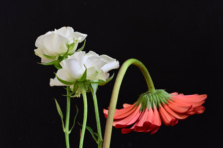 bouquet of white and red gerberas on a black background