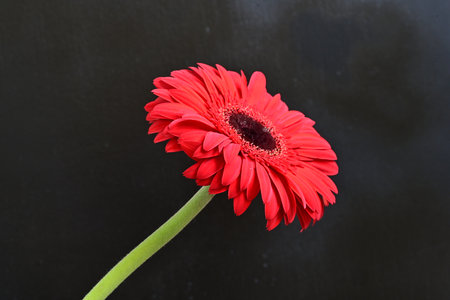 Beautiful red gerbera flower on black background, closeupの写真素材