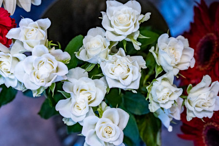 White roses in a vase. Bouquet of white roses.の写真素材