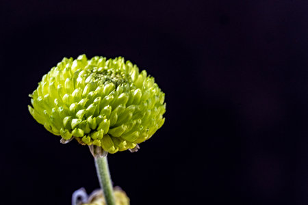 Green chrysanthemum flower isolated on black background close upの写真素材