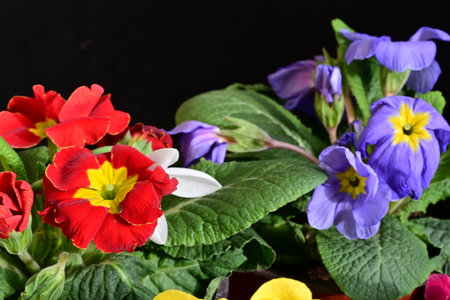 Colorful primroses and pansies on a black background.の写真素材