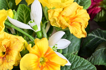 Yellow primrose with green leaves close-up.