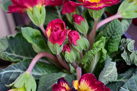 Red primrose with green leaves in pot, close-up.の写真素材