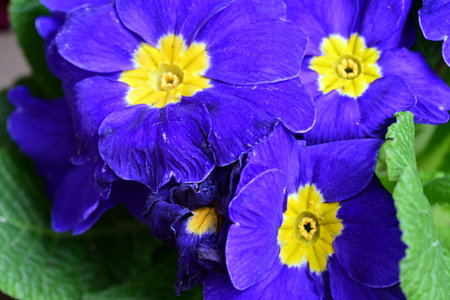 Beautiful purple primula flowers close-up. Nature background.の写真素材