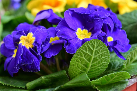 Purple and yellow primroses in a flower pot close upの写真素材