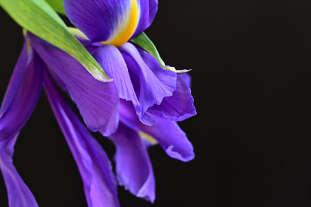 purple iris flower closeup on black background, shallow dof