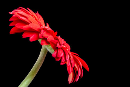 Red gerbera flower isolated on black background with copy space.の写真素材