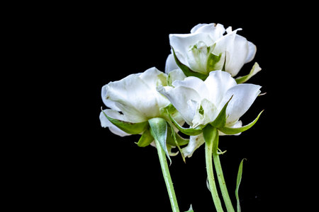 White rose isolated on black background. Close-up. Studio photography.の写真素材