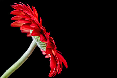 gerbera daisy flower isolated on black background with clipping pathの写真素材