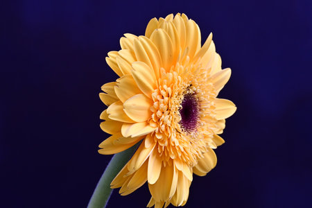 Yellow gerbera flower on a dark blue background close-upの写真素材