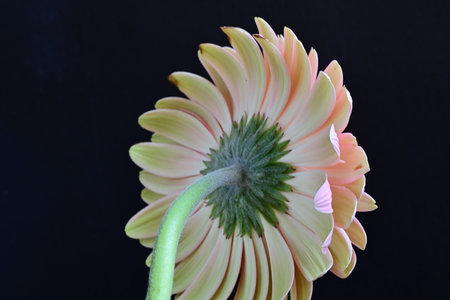 Pink gerbera flower isolated on black background, close-upの写真素材