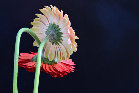 Gerbera flower isolated on black background with space for text.の写真素材