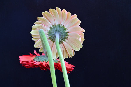 Gerbera flower isolated on black background, closeup of photoの写真素材