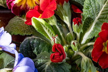 Colorful primroses in pots at the flower market, close up