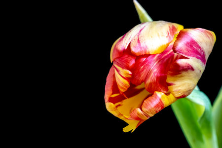Tulip flower isolated on black background with copy space for textの写真素材
