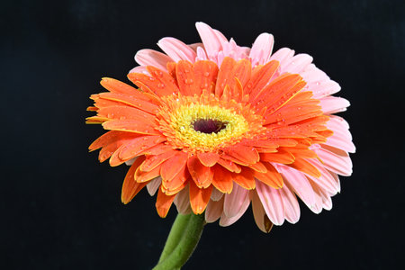 Orange gerbera flower isolated on black background. Close up.の写真素材
