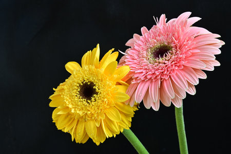 gerbera flowers isolated on black background, closeup of photoの写真素材
