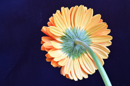 Orange gerbera flower on dark blue background with copy space.の写真素材