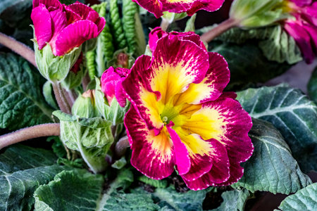 Beautiful red and yellow primrose, close up