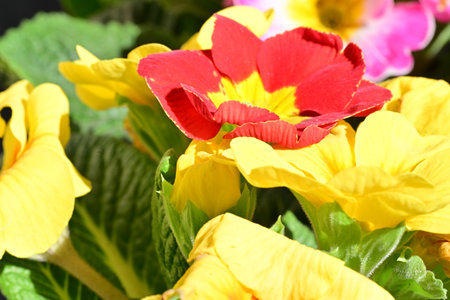 Beautiful primula flowers close-up. Natural background. Floral pattern.
