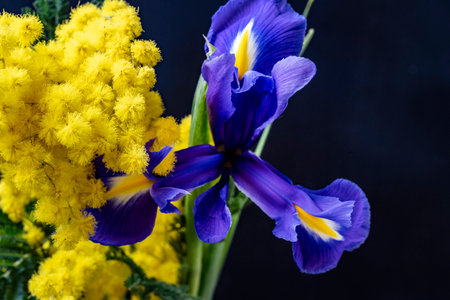 Bouquet of yellow and blue irises with mimosa on a black backgroundの写真素材