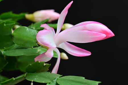 Christmas Cactus - Schlumbergera truncata (Christmas Cactus)