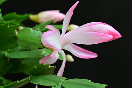 Pink flower of Christmas cactus (Schlumbergera)の写真素材