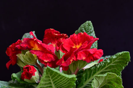 Red primula on a black background. Close-up. Selective focus.の写真素材
