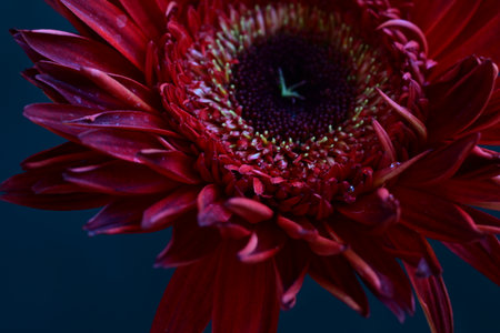 Beautiful red gerbera flower on a dark background close up