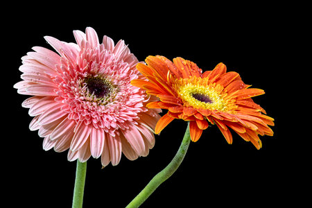 two gerbera flowers isolated on black background. close up.の写真素材