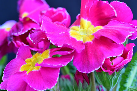 Close up of pink primrose (primula vulgaris) flowersの写真素材