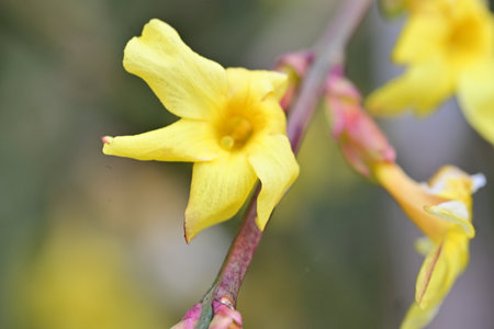 Flower of a yellow jasmine (Jasmine)の写真素材