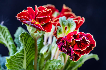 Beautiful red primula flowers on a black background close-upの写真素材