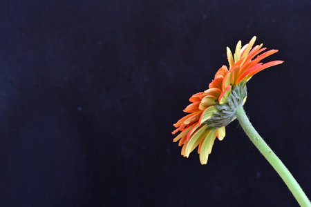 gerbera flower isolated on black background, closeup of photoの写真素材