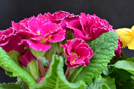 Beautiful pink primula flowers on a black background close-upの写真素材