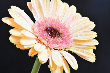 gerbera flower close up in the sunshine on a black backgroundの写真素材