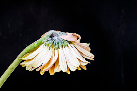 Gerbera flower on black background with copy space for your textの写真素材