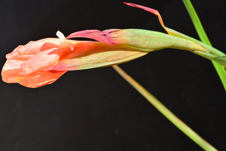Gladiolus flower on black background, closeup of photoの写真素材