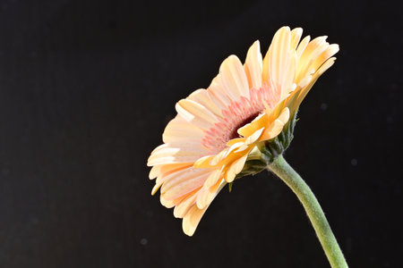 gerbera flower isolated on black background. macro. selective focusの写真素材