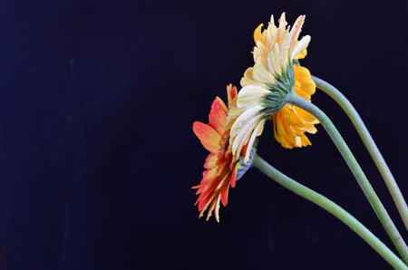 gerbera flower close up on black background with space for textの写真素材